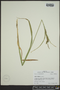 Carex scabrata image