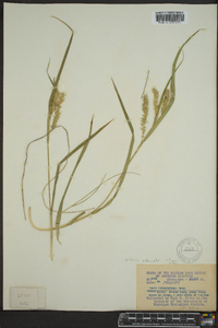 Carex scabrata image