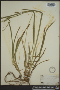 Carex scabrata image