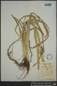 Carex scabrata image