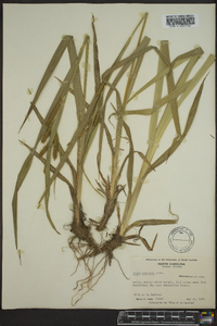 Carex scabrata image