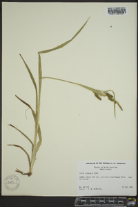 Carex scabrata image