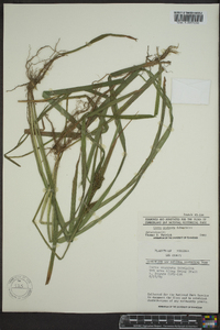 Carex scabrata image