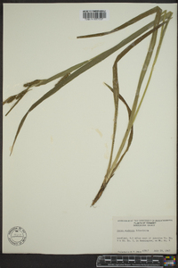 Carex scabrata image