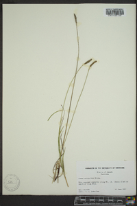 Carex scirpoidea image