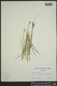 Carex scirpoidea image