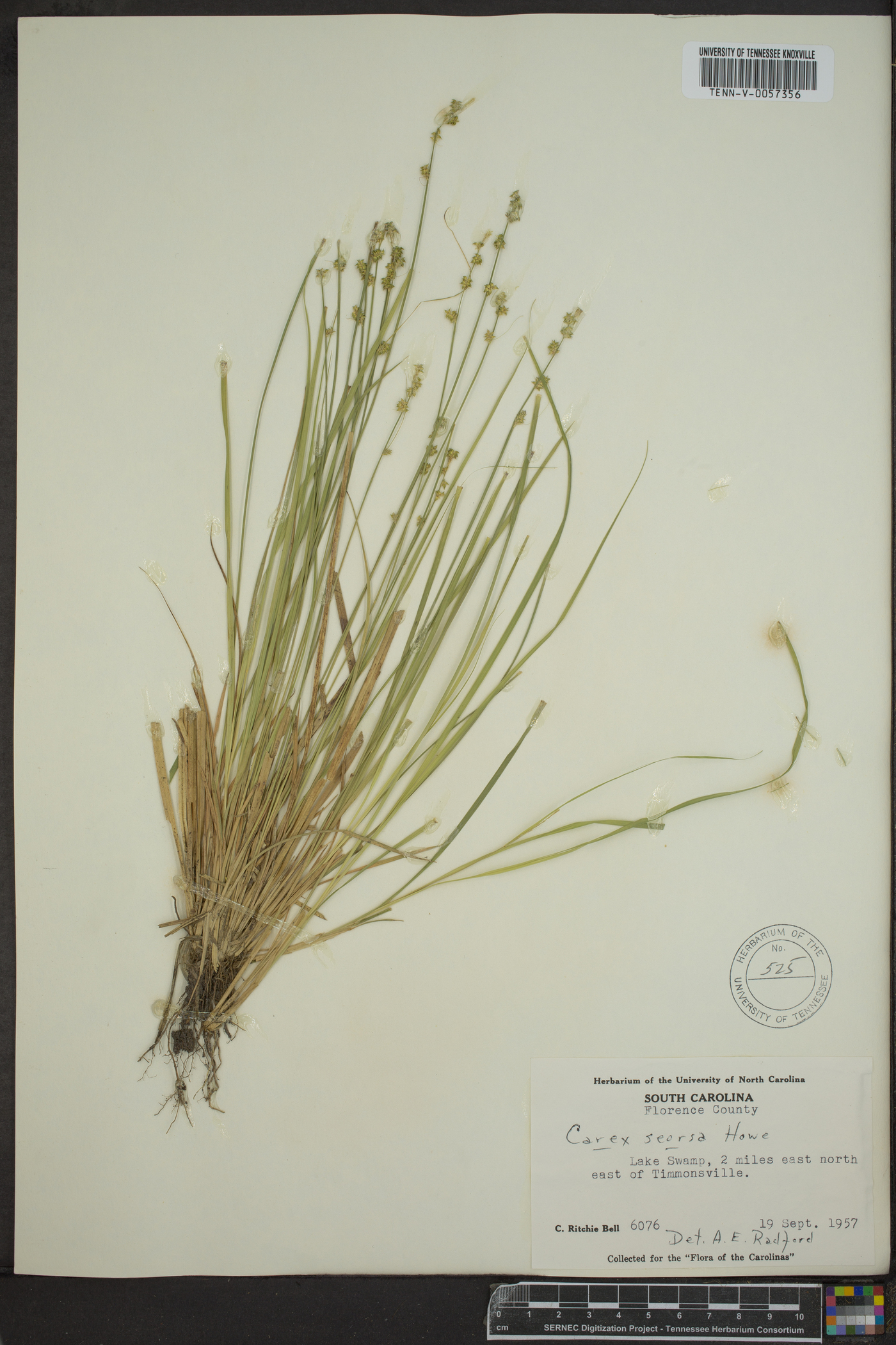 Carex vulpinoidea var. vulpinoidea image