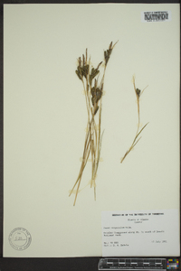 Carex scopulorum image