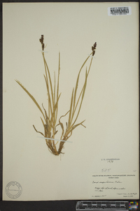 Carex scopulorum image