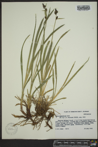 Carex scopulorum image