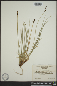 Carex scopulorum image