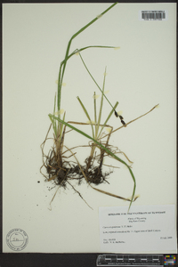 Carex scopulorum image