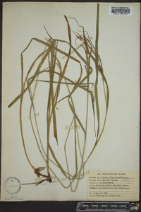 Carex shortiana image