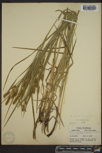 Carex shortiana image