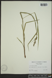 Carex shortiana image