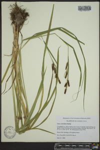 Carex shortiana image