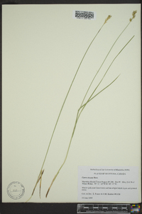 Carex siccata image