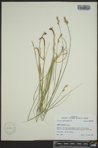 Carex siccata image