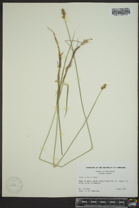 Carex siccata image