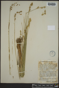 Carex silicea image