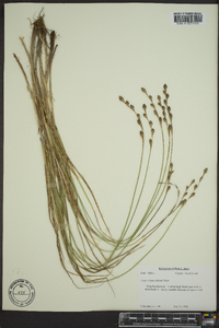 Carex silicea image