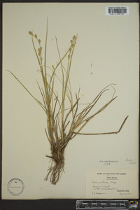 Carex silicea image