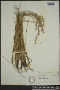 Carex silicea image