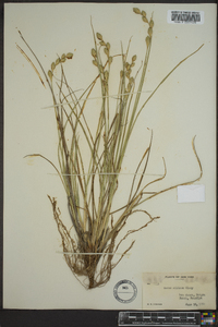 Carex silicea image