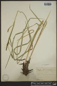 Carex simulata image