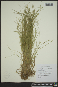 Carex socialis image