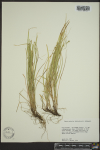 Carex socialis image