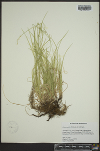 Carex socialis image