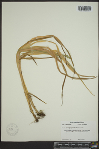 Carex sparganioides image