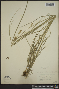 Carex sparganioides image