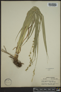 Carex sparganioides image