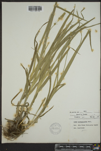 Carex sparganioides image