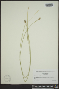 Carex sparganioides image