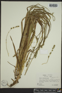 Carex sparganioides image