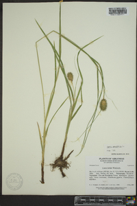 Carex squarrosa image