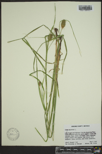 Carex squarrosa image