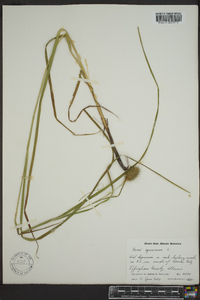 Carex squarrosa image