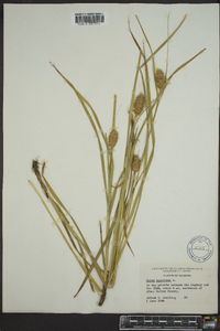 Carex squarrosa image