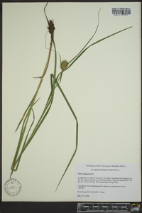 Carex squarrosa image