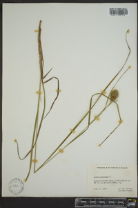 Carex squarrosa image