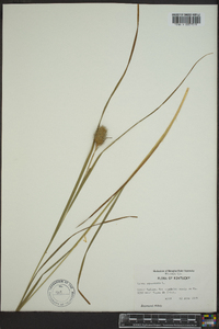 Carex squarrosa image