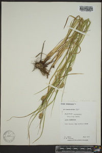 Carex squarrosa image