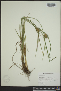 Carex squarrosa image