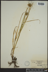 Carex squarrosa image