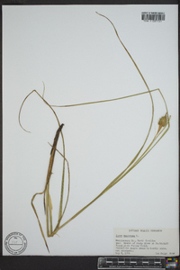 Carex squarrosa image