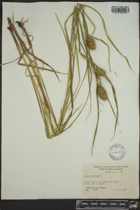 Carex squarrosa image